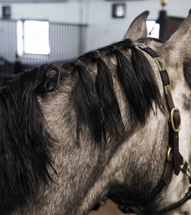 How To Braid A Horse's Mane 